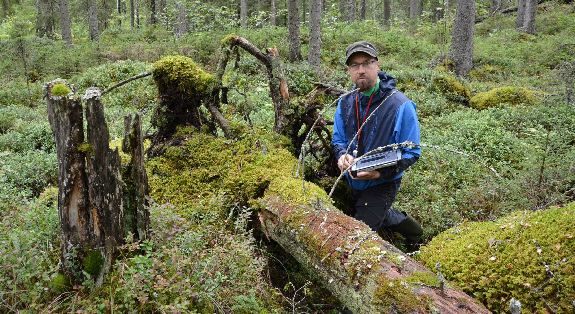 Tuomas Kallio tutkii kaatunutta puuta